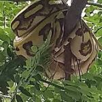 La serpente, en el árbol