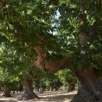 Los castaños milenarios que rodean al santuario de la Virgen de la Alcobilla