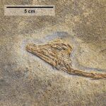 Un cráneo y siete vértebras cervicales distales en articulación, del holotipo y único espécimen conocido de Tanystropheus meridensis expuesto en el Paläontologisches Museum Zürich.