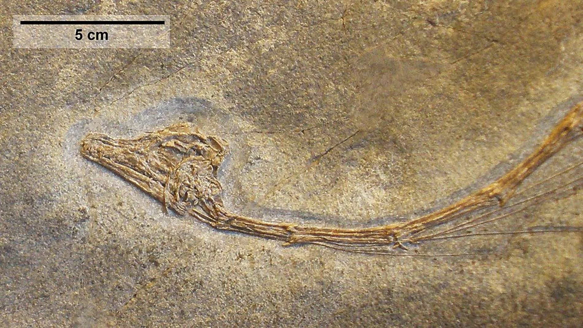 Un cráneo y siete vértebras cervicales distales en articulación, del holotipo y único espécimen conocido de Tanystropheus meridensis expuesto en el Paläontologisches Museum Zürich.
