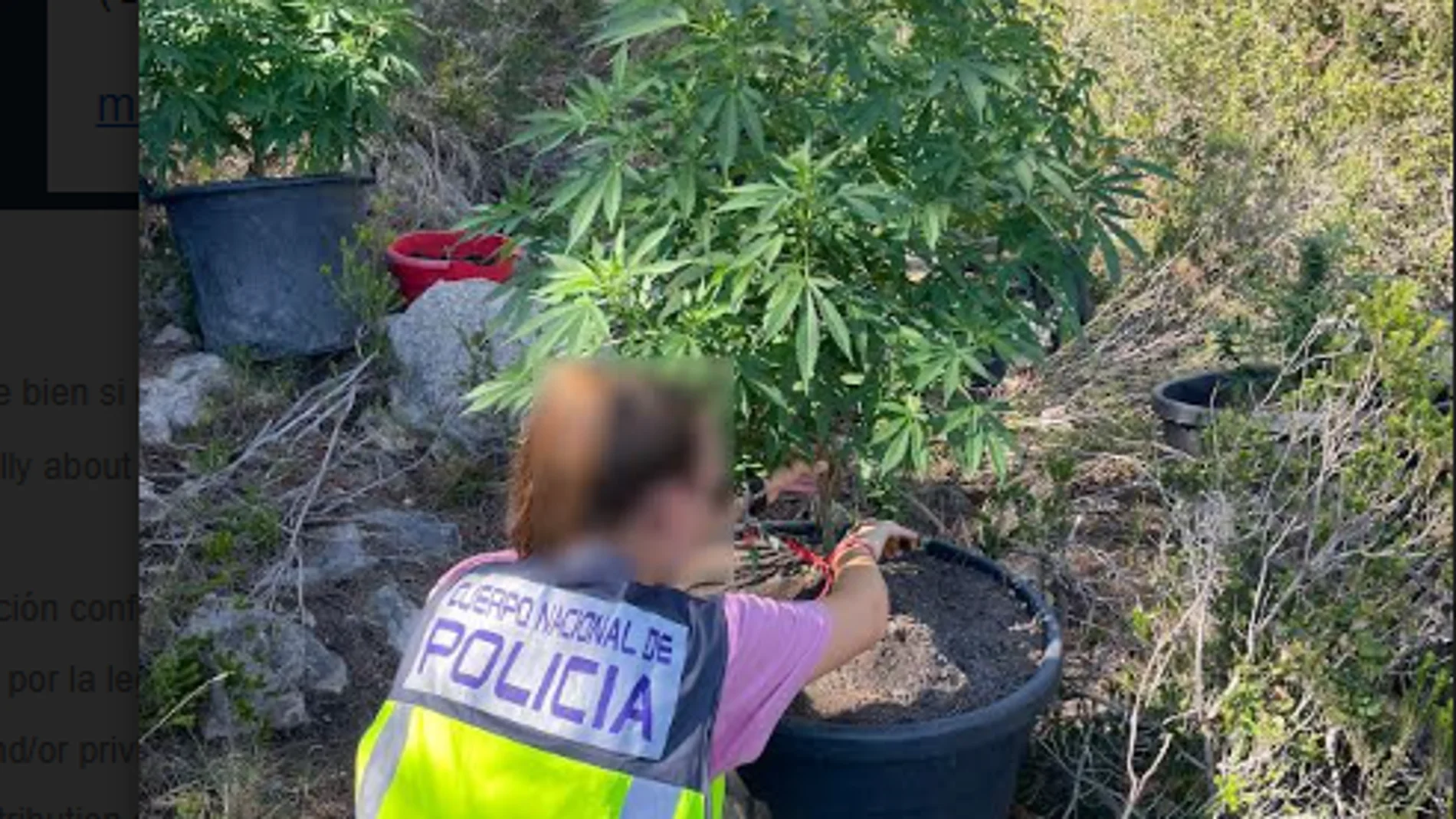 Un agente inspecciona varias de las plantas de marihuana