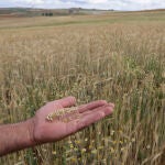 Espigas de trigo sin porte y raíces muertas este martes en suelos secos de Salamanca. La Junta de Castilla-León propone ayudas por la sequía ligadas a los seguros que las Opas ven insuficientes