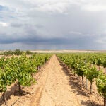 La lucha contra la sequía de los proyectos de reforestación y conservación de humedales
