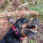 La Guardia Civil halla un perro muerto en un lazo de caza ilegal y desmonta otros tres