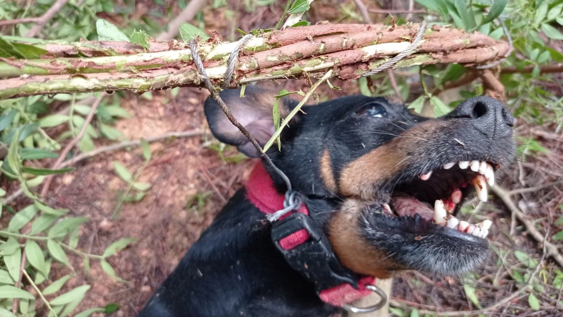 La Guardia Civil halla un perro muerto en un lazo de caza ilegal y desmonta otros tres