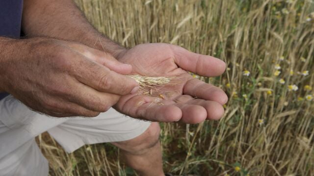 Fotografía de espigas de trigo sin porte y raíces muertas en suelos cuarteados y secos por la falta de agua, en Salamanca.