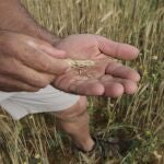 Fotografía de espigas de trigo sin porte y raíces muertas en suelos cuarteados y secos por la falta de agua, en Salamanca.