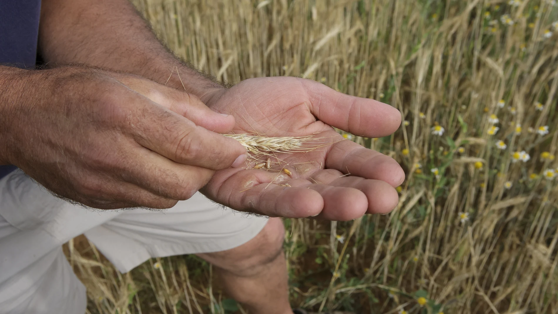 Fotografía de espigas de trigo sin porte y raíces muertas en suelos cuarteados y secos por la falta de agua, en Salamanca.