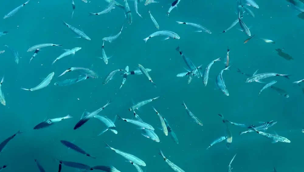 Los peces en el mar de Maiori