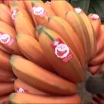 El tesoro oculto de Canarias: El plátano rojo, una delicia única