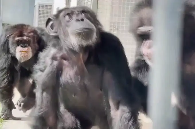 Fascinación y alegría de una chimpancé de 28 años al ver el cielo por primera vez