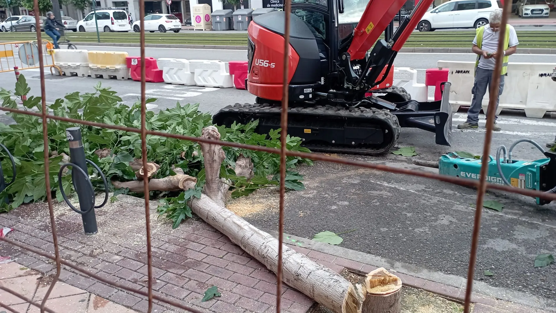 Las obras iniciadas por el anterior plan de movilidad contemplaba la tala de árboles por toda la ciudad
