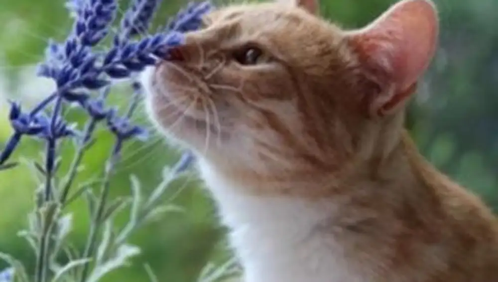 Las narices de los gatos domésticos pueden funcionar como un equipo de análisis químico altamente eficiente