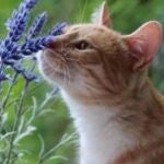 La nariz de los gatos puede funcionar como un equipo de análisis químico