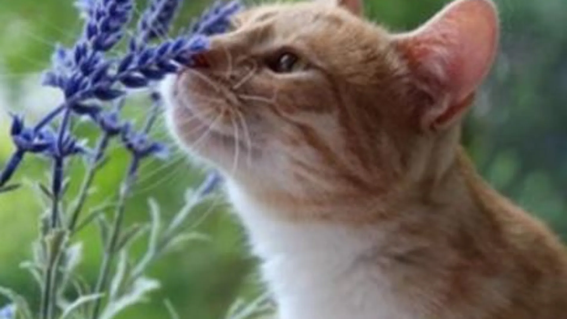 La nariz de los gatos puede funcionar como un equipo de análisis químico