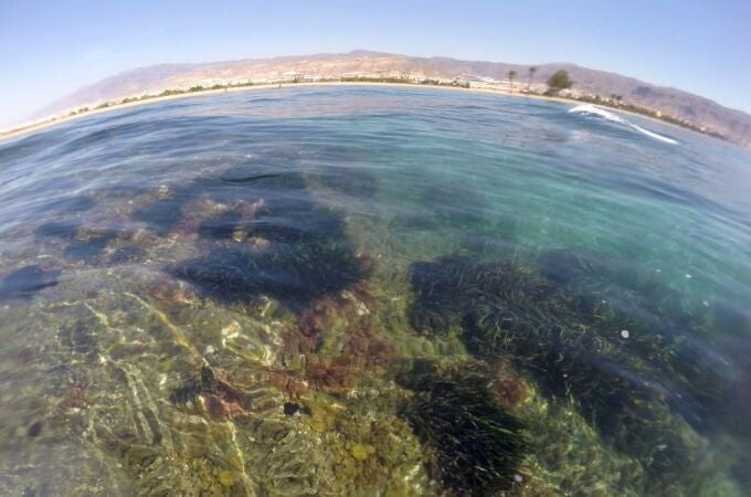 Un arrecife de Posidonia muy cerca del Cabo de Gata