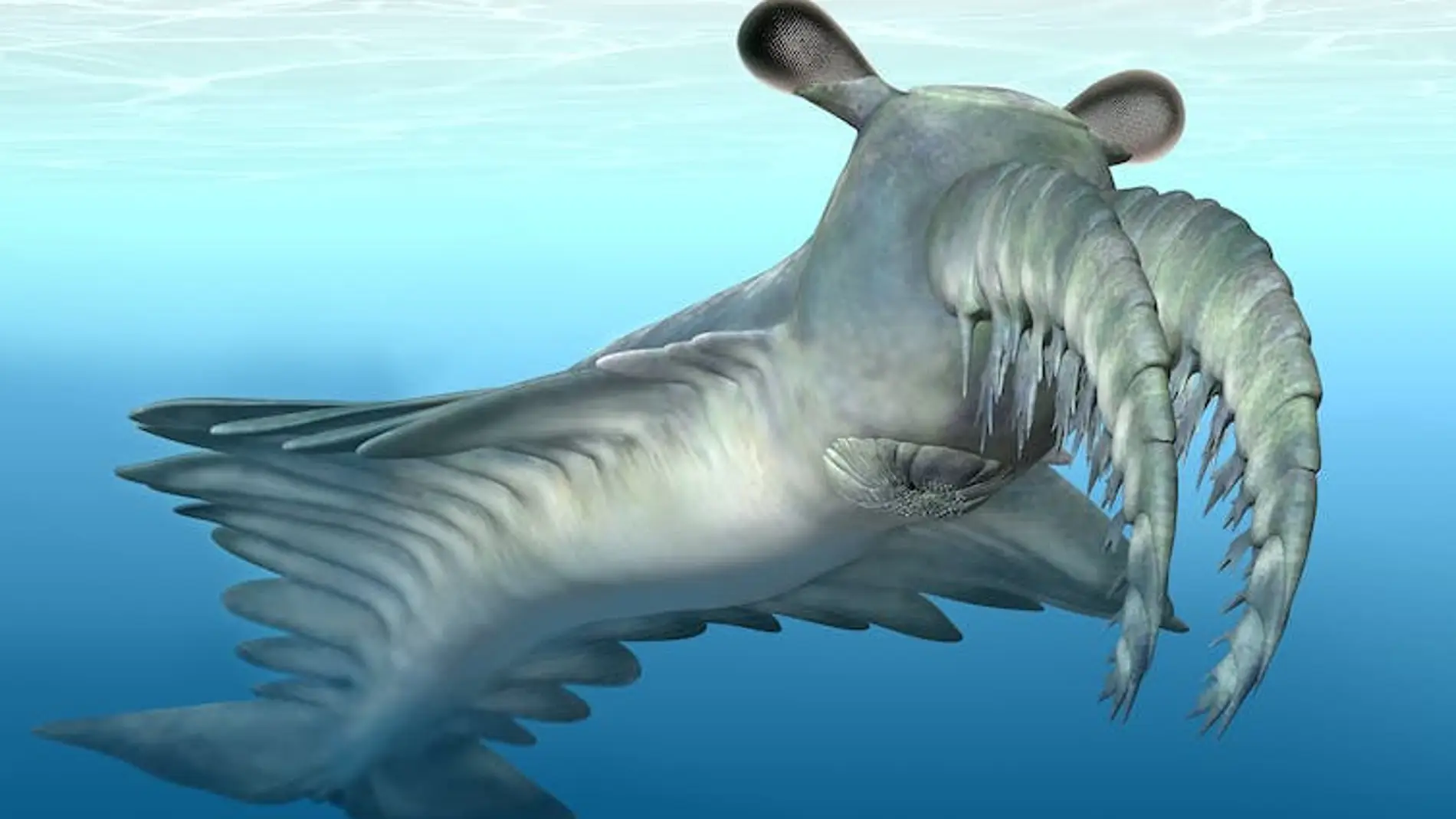 Una ilustración del Anomalocaris