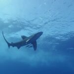 Tiburones en costas españolas