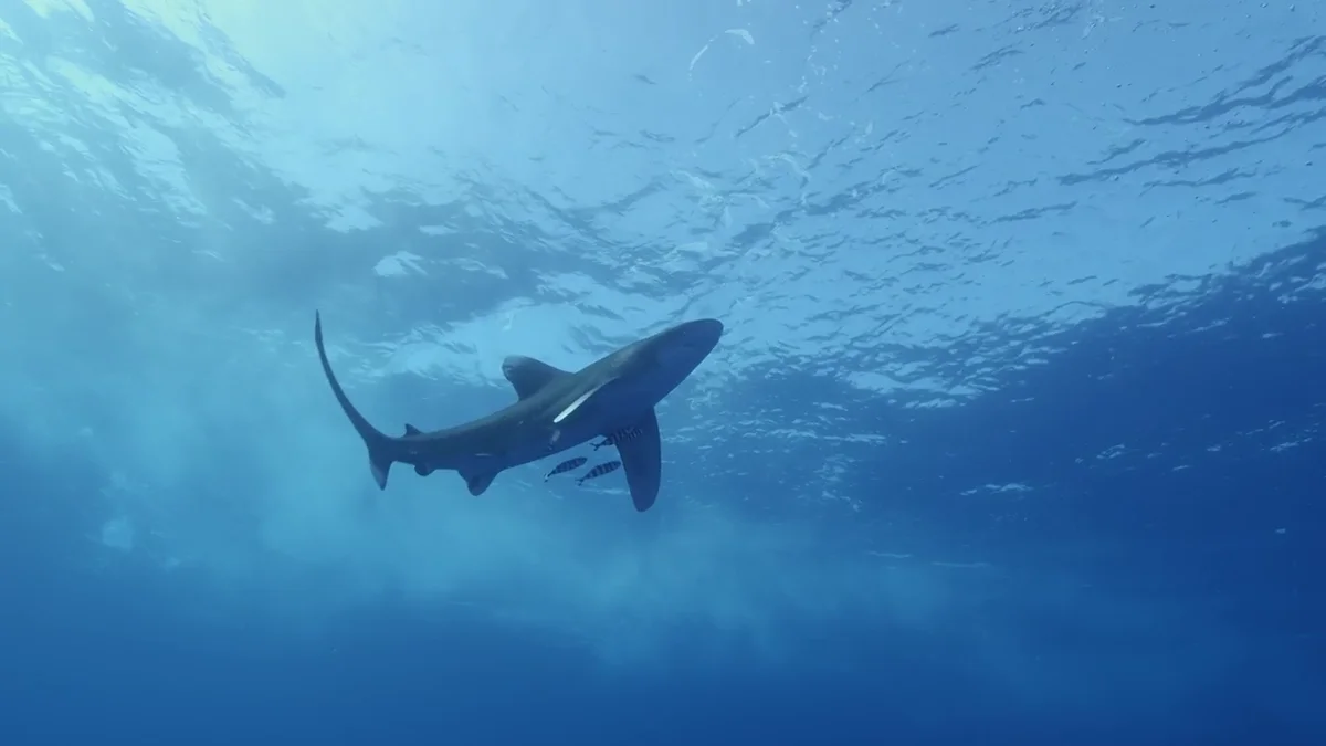 Vuelven a cerrar la playa de Gran Canaria al avistar de nuevo a un tiburón