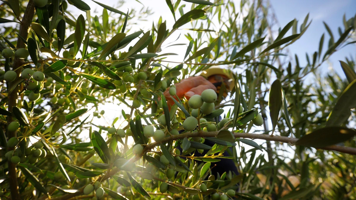 ¿Cuántos olivos hay en Andalucía?