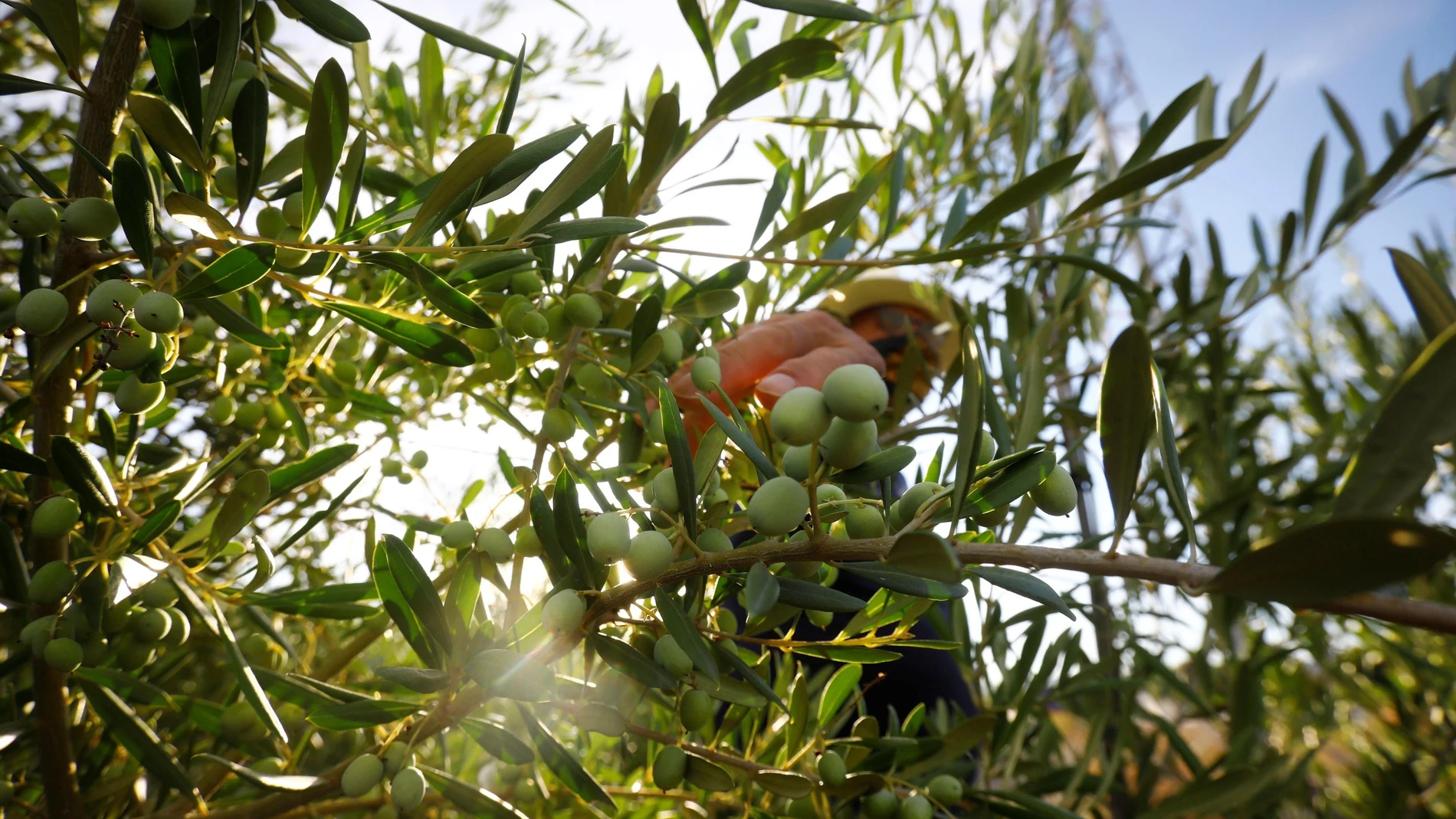 Vista de un olivar en la provincia de Córdoba. 