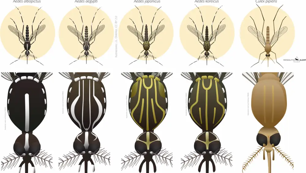 Cuatro tipos de mosquito Aedes y, a la derecha, el mosquito común