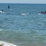 Una orca entre bañistas en La Antilla (Huelva)