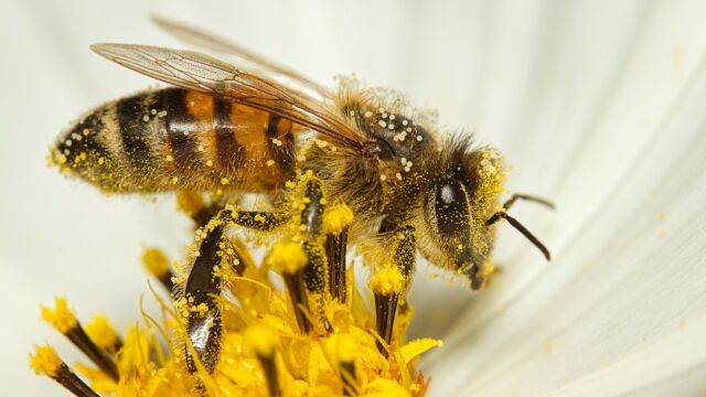 Abeja llena de polen 