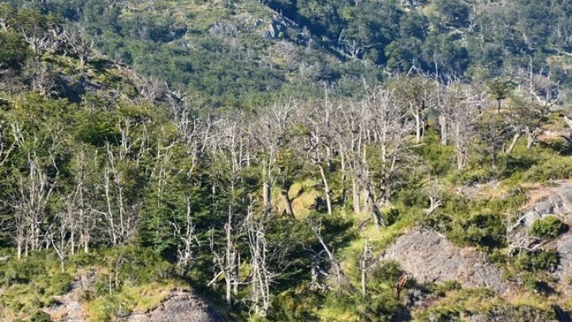 La Eurocámara rechaza el veto del PPE a la ley de la restauración de la naturaleza