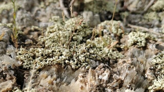 Almería.- Un estudio del CSIC analiza la dinámica de recuperación de las biocostras en el Desierto de Tabernas