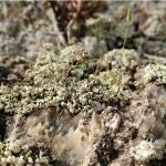 Almería.- Un estudio del CSIC analiza la dinámica de recuperación de las biocostras en el Desierto de Tabernas