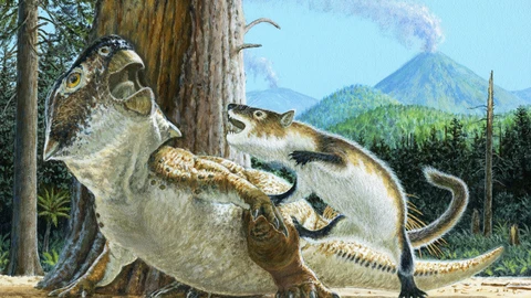 Ilustración que muestra a Repenomamus robustus atacando a Psittacosaurus lujiatunensis momentos antes de que un flujo de escombros volcánicos los sepultara a ambos, hace unos 125 millones de años.