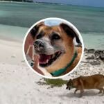 Soldado, el perrito ciego y sordo que lleva a los huéspedes a la playa cada mañana