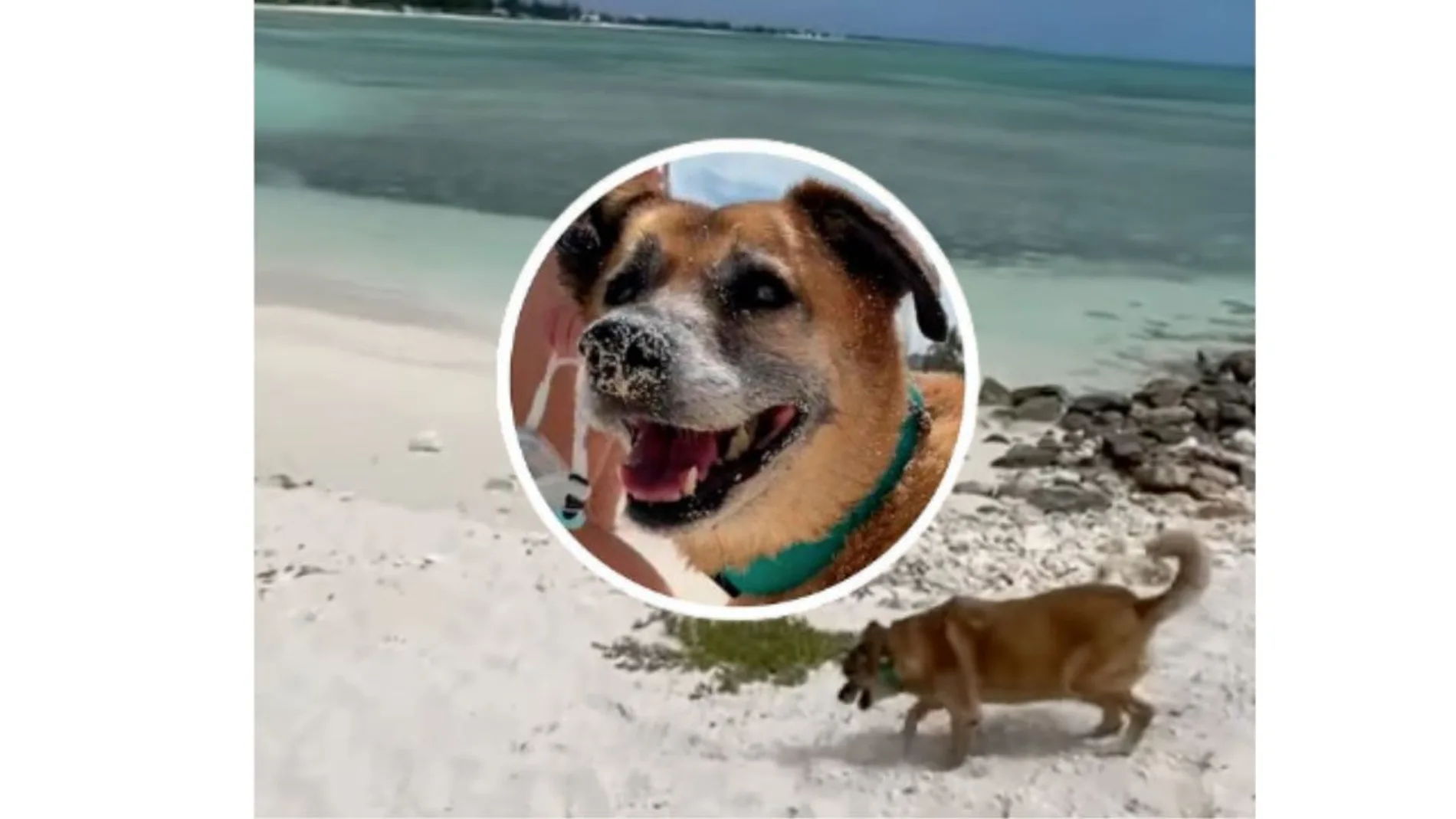 Perro lleva a su playa favorita a los huéspedes de un Airbnb