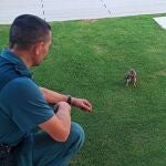 Rescatan un cernícalo atrapado en la chimenea de una vivienda en Benahavís
