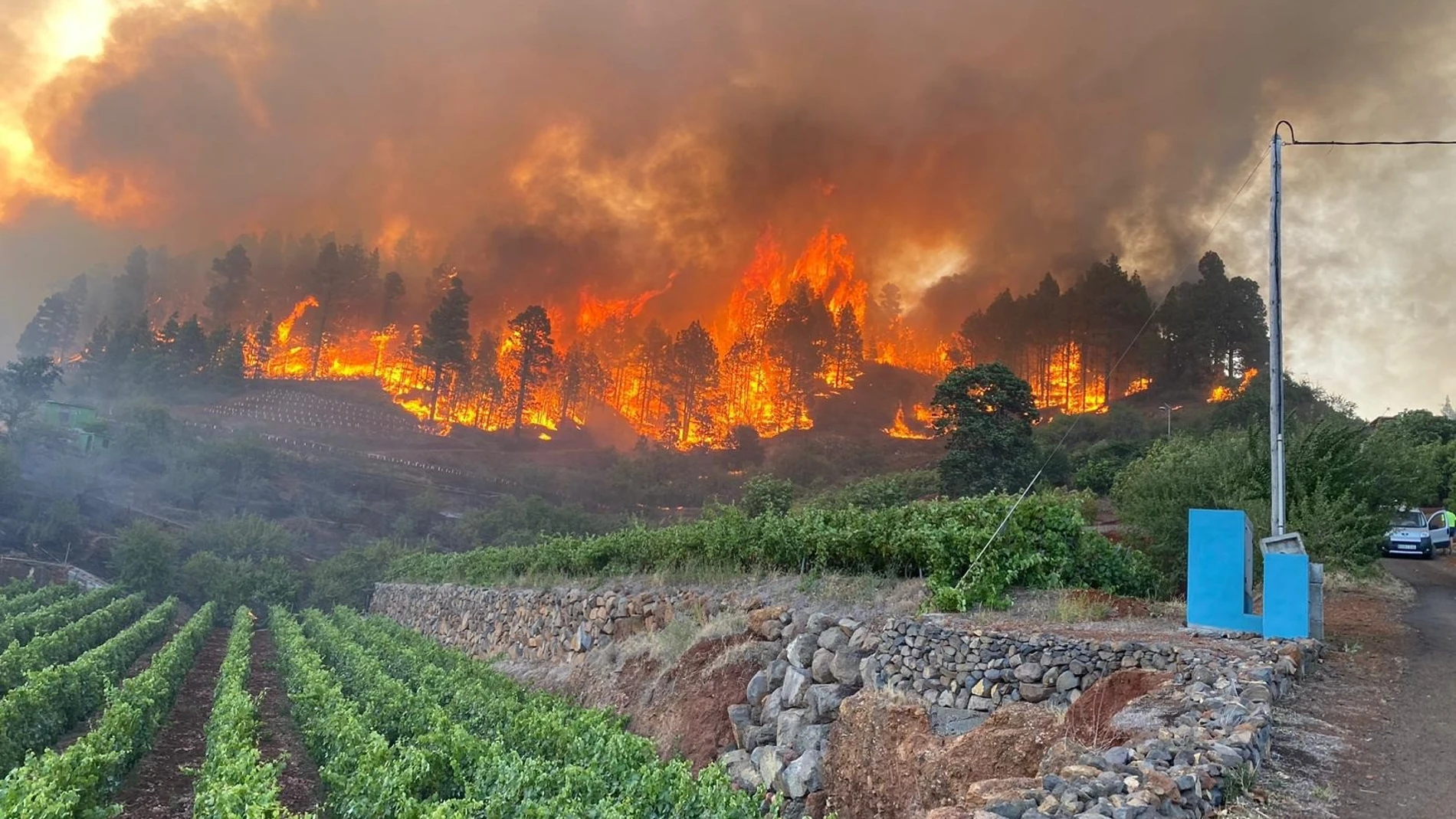 Miles de cultivos de viña perdidos por las llamas en La Palma