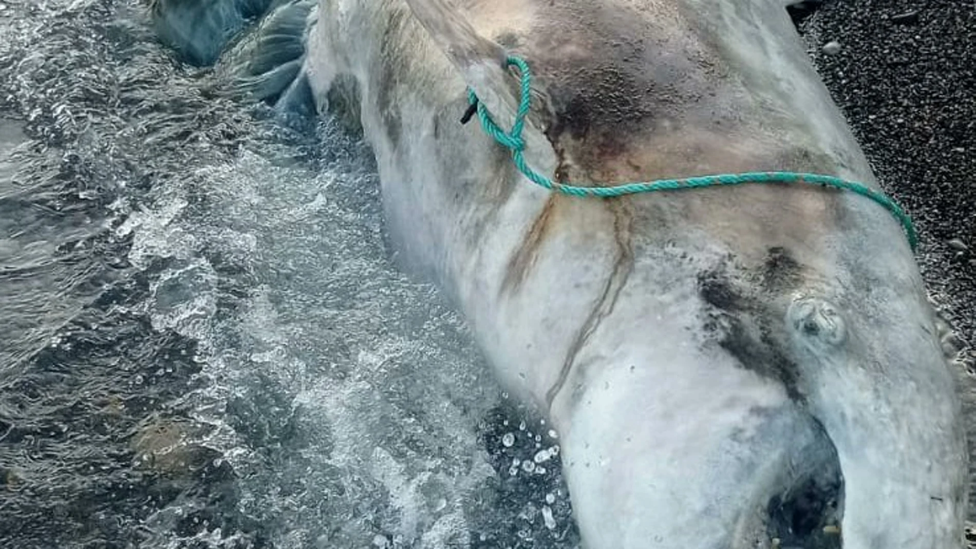 El delfín hallado