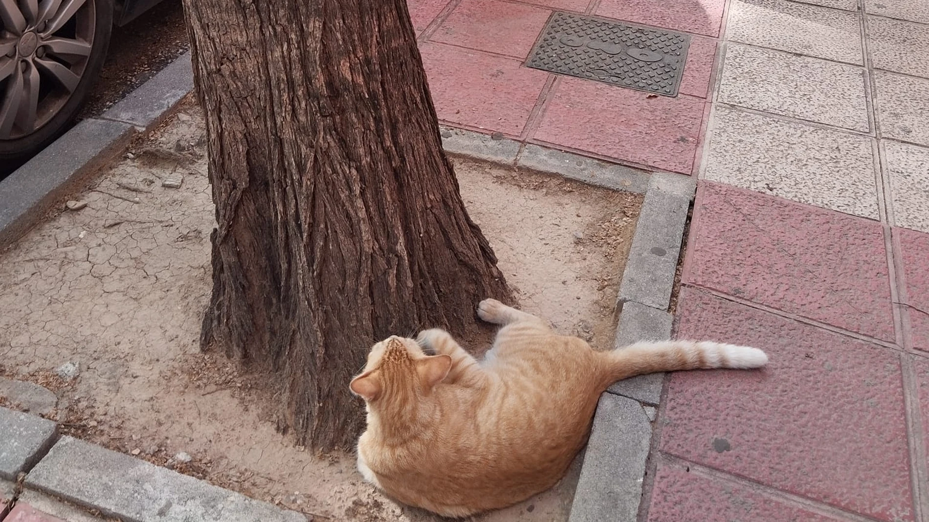 Emotivo reencuentro: Un gato encuentra su propio cartel de 'se busca' y conmueve a todos