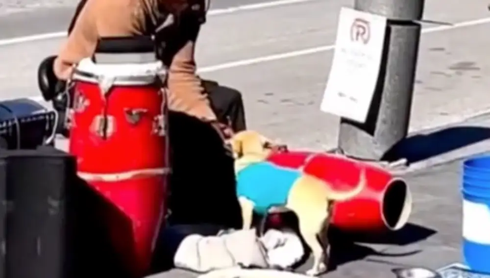 Músico callejero y su perro Músico callejero y su perro: Una unión conmovedora para la solidaridad