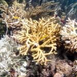 Formación coralina en la costa de Cayo Largo (Miami, Florida)