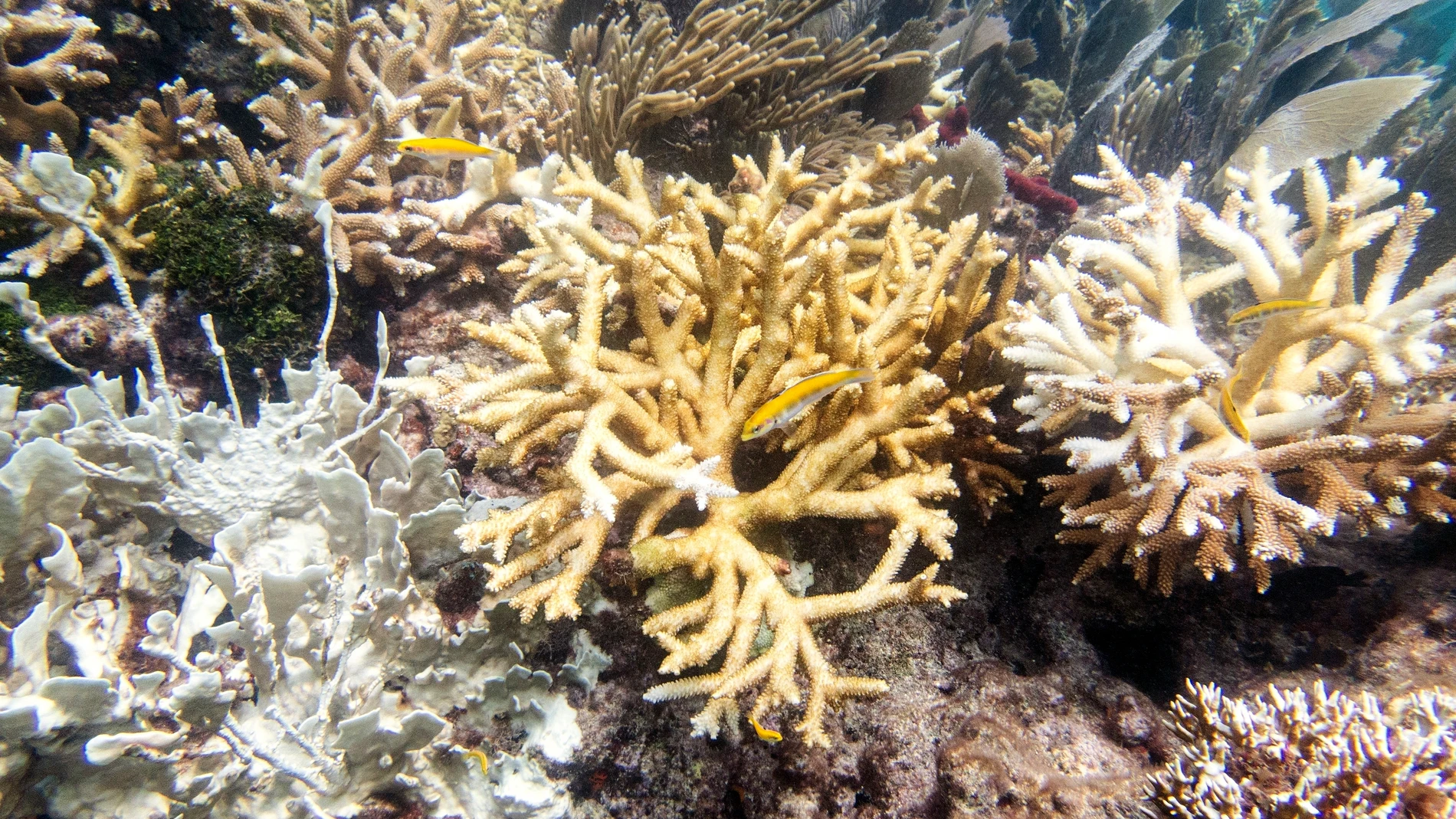 Los científicos han alertado sobre el deterioro de especies coralinas en Florida