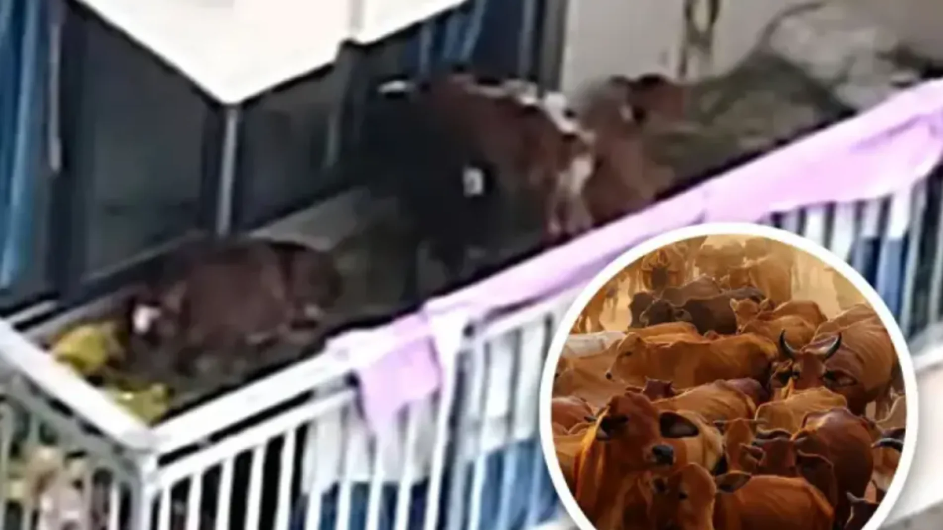 El sorprendente vídeo viral del campesino que criaba vacas en su terraza en China