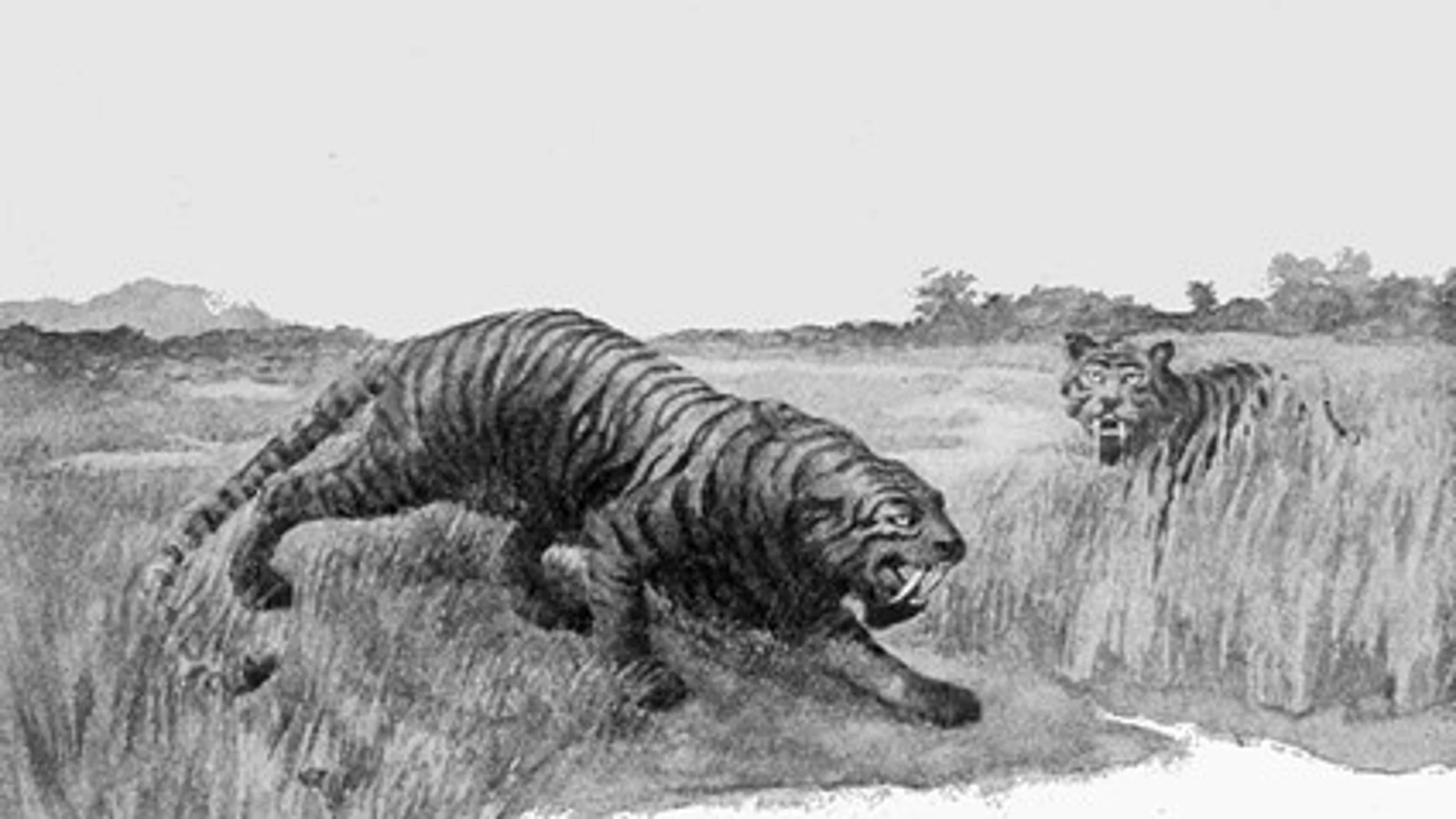 Ilustración de un tigre de Dientes de Sable 