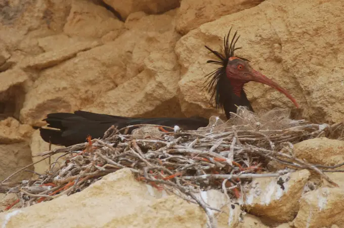 Dos décadas del gran desafío ornitológico de la provincia de Cádiz