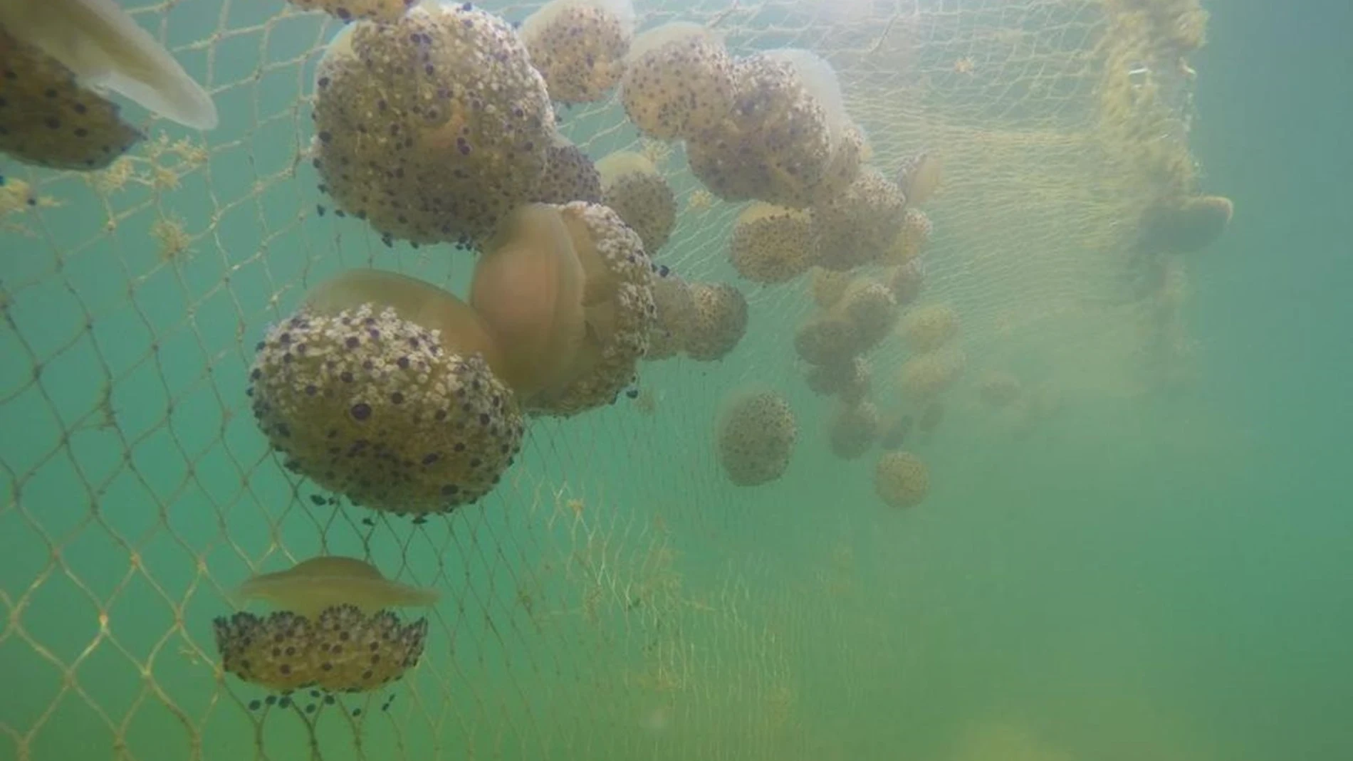 MURCIA.-Salud recomienda no entrar en contacto con las medusas de la orilla porque aún pueden causar picaduras