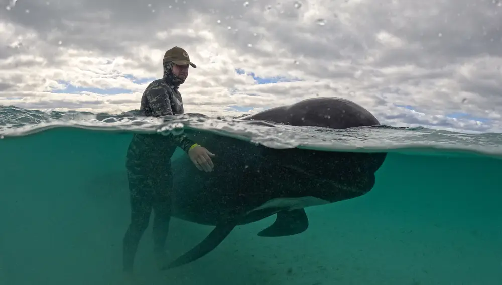 Un joven ayuda a una ballena piloto y trata de mantenerla con vida en la playa de Cheynes al suroeste de Australia, donde quedaron varadas 97 ballenas piloto y al menos 51 de ellas han perdido la vida