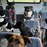El autobús para perros de Mo Mountain Mutts