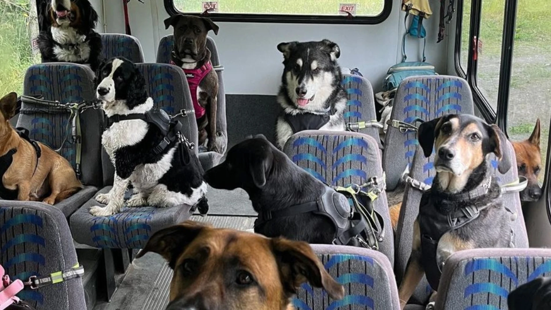 El autobús para perros de Mo Mountain Mutts