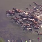 Las espectaculares imágenes de ponis salvajes cruzando a nado un canal en Virginia