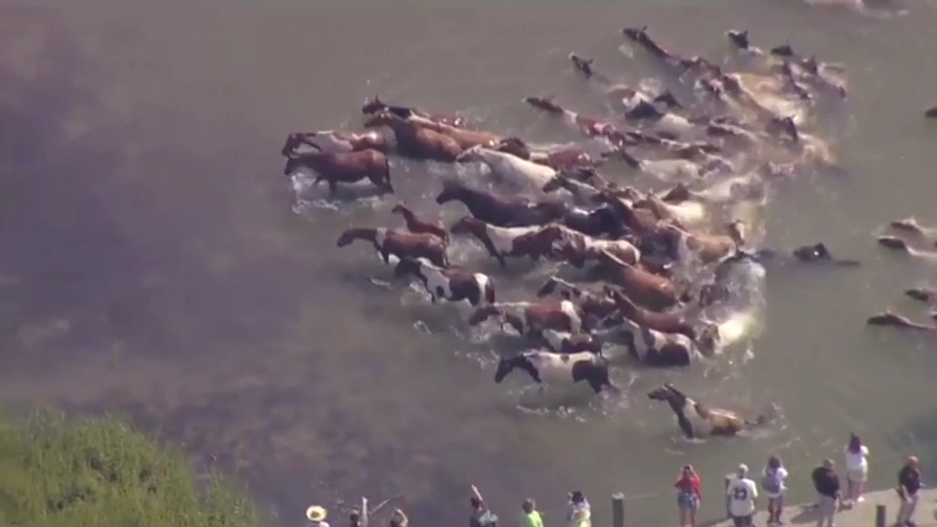Las espectaculares imágenes de ponis salvajes cruzando a nado un canal en Virginia